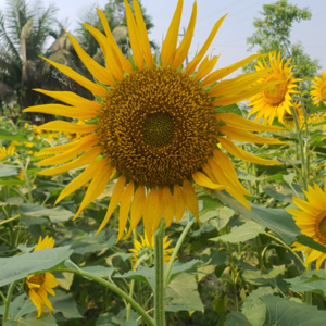 Sunflower Oil (সূর্যমুখী তেল) 5L