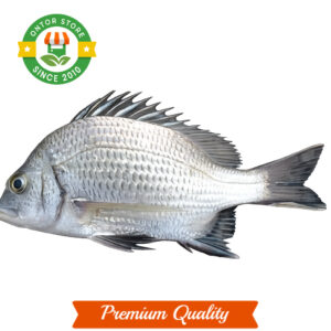 Silver Grount (দাতিনা মাছ)-Medium-1kg